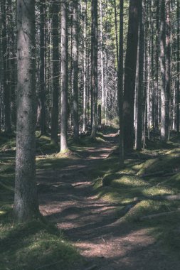 güzel sonbahar orman manzaralı görünüm