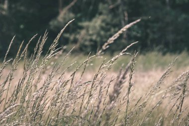 Yaz aylarında ekili buğday alanının doğal görünümü