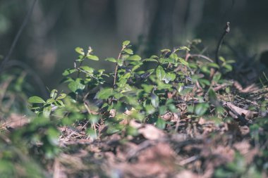 Orman Doğa ayrıntılara kadar kapatın