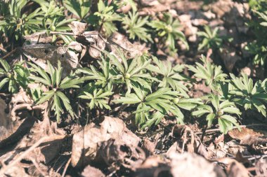 belirsiz doğa orman Ayrıntılar görünümünü kapat