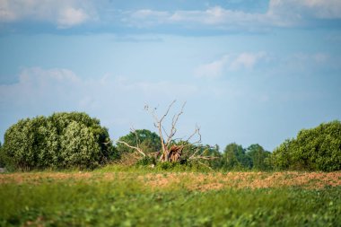 geç sonbahar kırsal manzara doğal görünümü