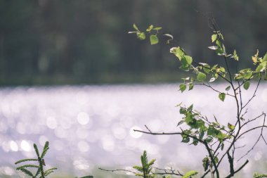 lakeside plaj detayları zemin doğal görünümü