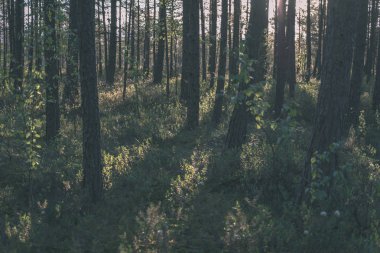 güzel sonbahar orman manzaralı görünüm