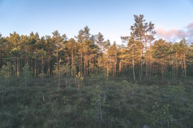 Sonbahar ormandaki ağaçlar doğal görünümünü