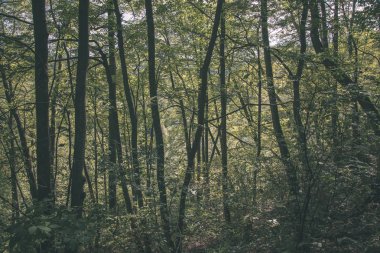 Sonbahar ormandaki ağaç dalları ile parlayan güneş ışığı 