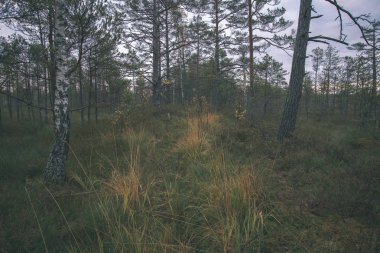 Sonbahar ormandaki ağaçlar doğal görünümünü