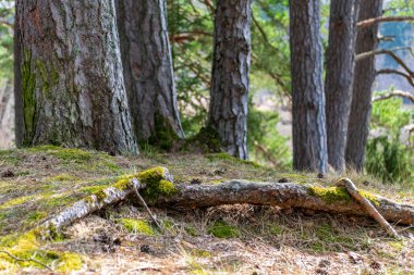 güzel sonbahar orman manzaralı görünüm