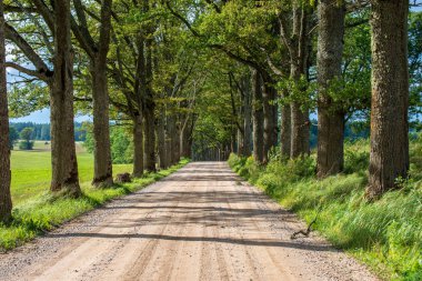 Her iki tarafta, Letonya büyük ağaçları ile boş yol