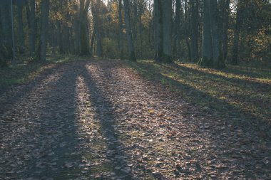 güneş ışığı ile güzel sonbahar ormanın doğal görünümü