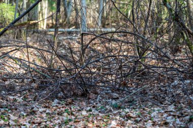 güzel sonbahar orman manzaralı görünüm
