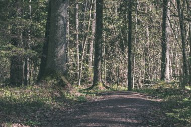 Orman Doğa ayrıntılara kadar kapatın