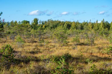 Sonbahar ormandaki ağaçlar doğal görünümünü