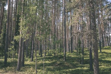 güzel sonbahar orman manzaralı görünüm