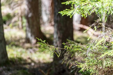 Sonbahar ormandaki ağaç dalları yukarıya kapatmak