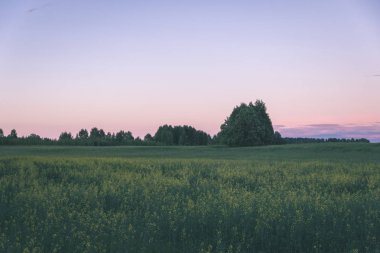 Yaz aylarında ekili buğday alanının doğal görünümü