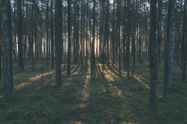 güzel sonbahar orman manzaralı görünüm