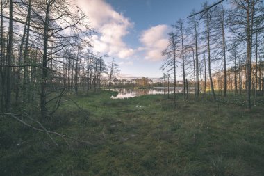Sonbahar ormandaki ağaçlar doğal görünümünü