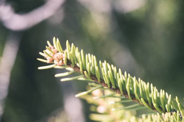 Orman Doğa ayrıntılara kadar kapatın