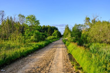 Her iki tarafta, Letonya büyük ağaçları ile boş yol