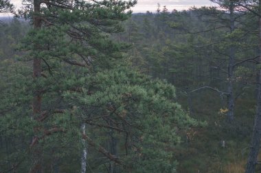 Orman Doğa ayrıntılara kadar kapatın