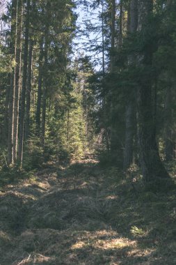 güzel sonbahar orman manzaralı görünüm