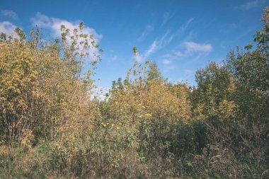 Sonbahar ormandaki ağaçlar doğal görünümünü