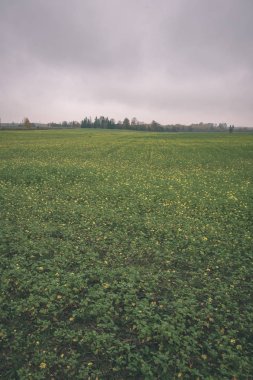 çayır ve arka plan üzerinde nadir Ağaçlar Sonbahar kırsal manzara