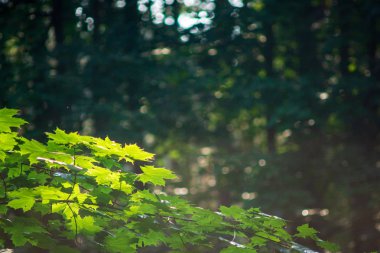 ağaç dalları yeşil yaprakları ile görünümünü kapat