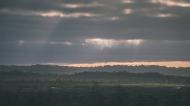 Sonbahar Orman Peyzaj doğal görünümü