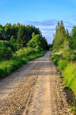 Her iki tarafta, Letonya büyük ağaçları ile boş yol