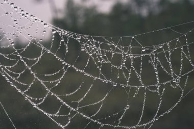 Güzel örümcek cob ağları damla sisli orman
