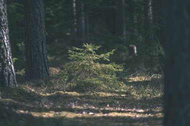 güzel sonbahar orman manzaralı görünüm