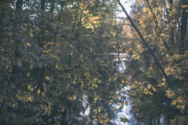 Orman Doğa ayrıntılara kadar kapatın