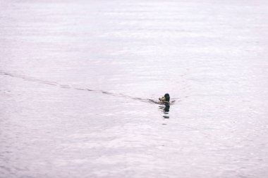 yaban ördeği doğal ortamlarında doğal görünümünü