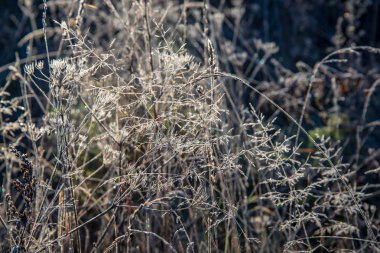 güzel sonbahar orman manzaralı görünüm