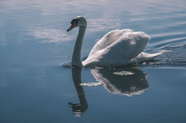 doğal yaşam alanı içinde vahşi kuğu doğal görünümünü
