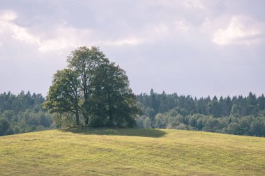 Yaz aylarında ekili buğday alanının doğal görünümü