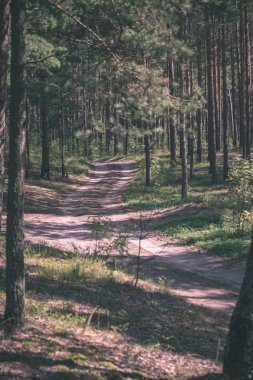 Orman ağaçları ve güneşli gün yaz yeşil yeşillik