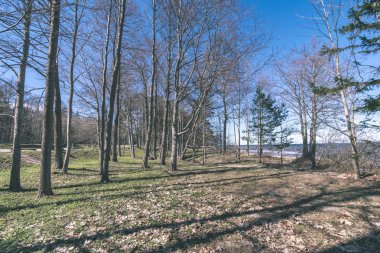 güzel sonbahar orman manzaralı görünüm