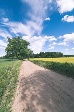 Her iki tarafta, Letonya büyük ağaçları ile boş yol