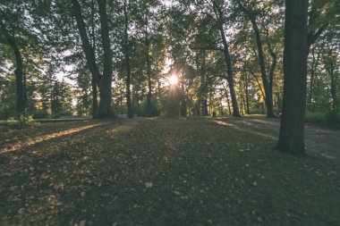 güzel sonbahar orman manzaralı görünüm