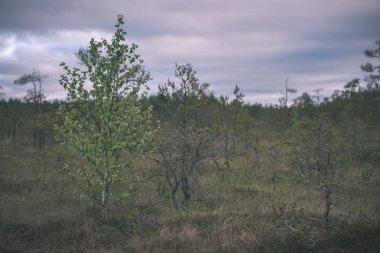 Orman Doğa ayrıntılara kadar kapatın