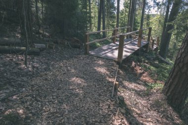 güzel sonbahar orman manzaralı görünüm