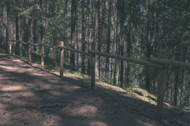turist patika yeşil ormanda yürümek doğal görünümü