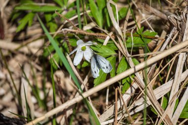 Orman Doğa Ayrıntılar arka plan görünümünü kapat