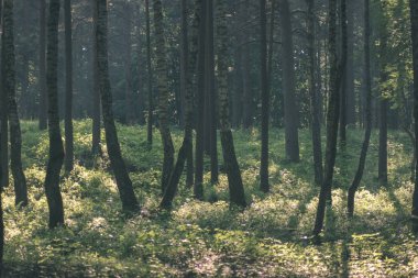 Yaz ormanda doğal görünümünü