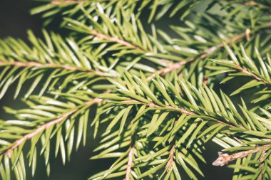 Orman Doğa ayrıntılara kadar kapatın