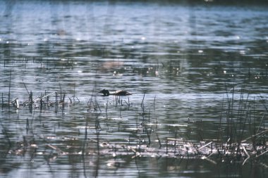doğal yaşam alanı içinde yabani kuş doğal görünümünü