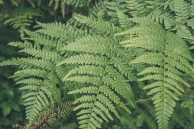 Orman Doğa ayrıntılara kadar kapatın