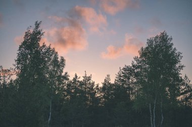 Sonbahar Orman Peyzaj doğal görünümü
